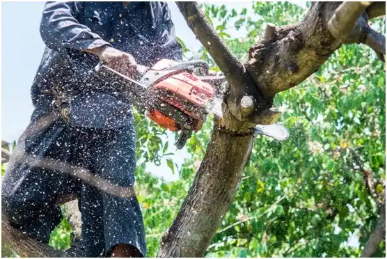 tree services St. Albans